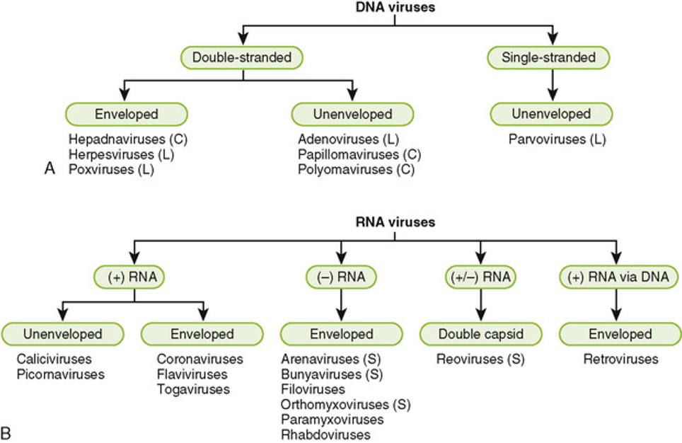 Virus Classification