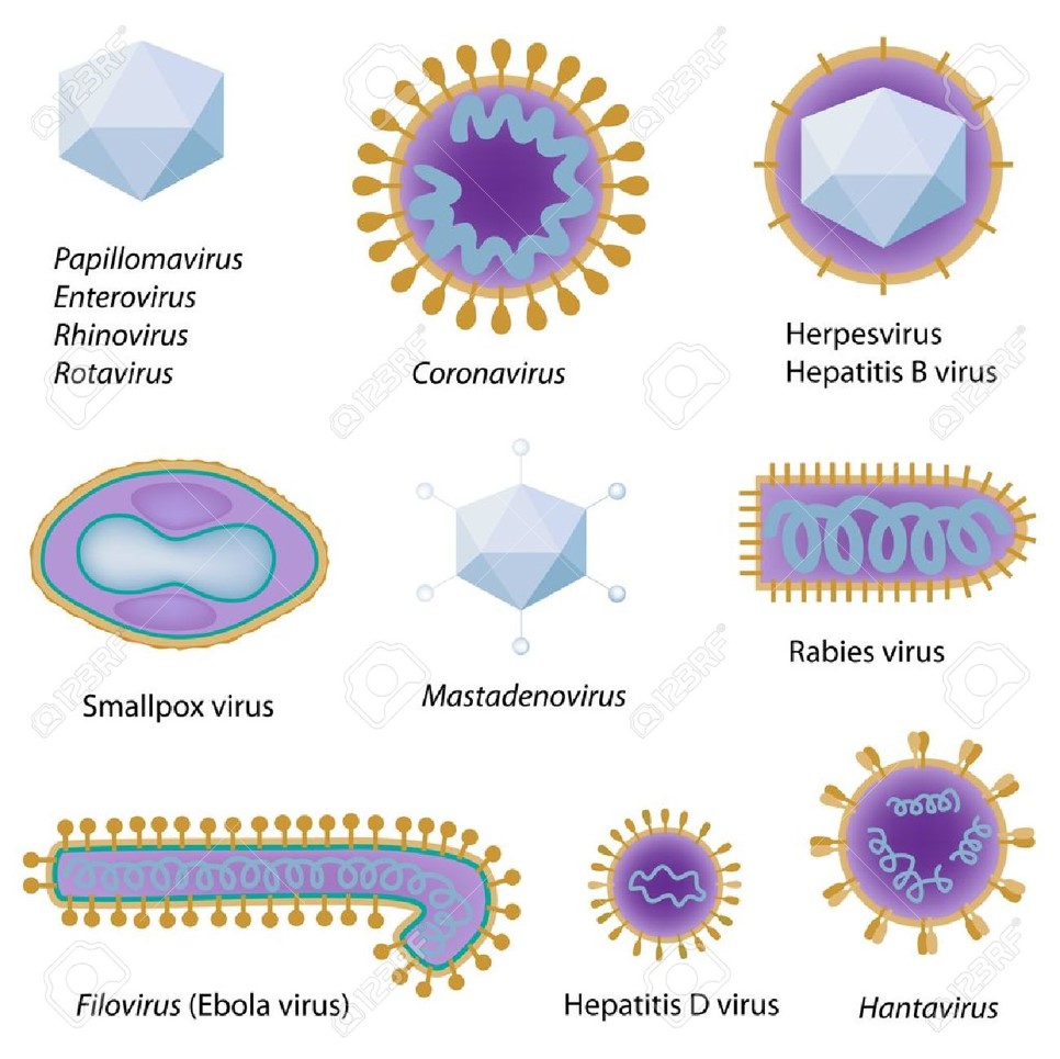 Virus Shapes